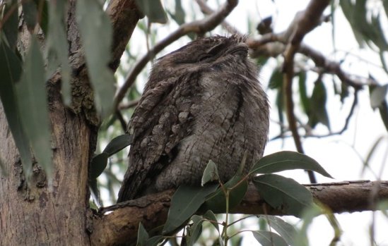 2015 Autumn Bird Survey -Tawny