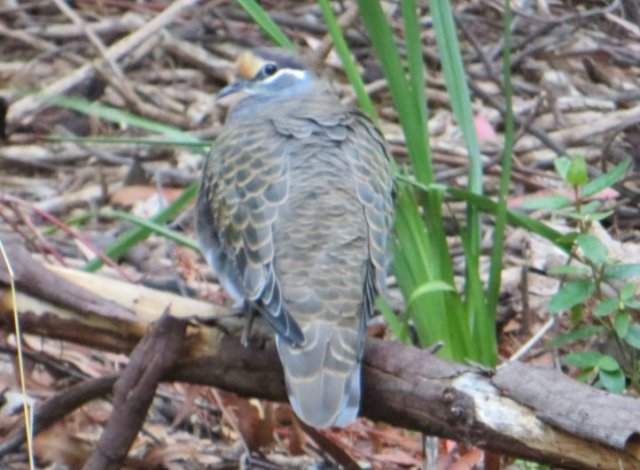 Coy Common Bronzewing ' Kalang Park