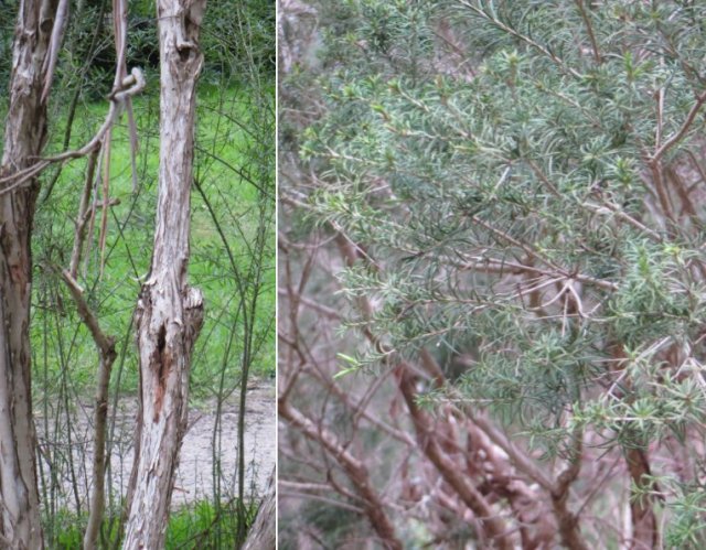 Melaleuca Ericifolia