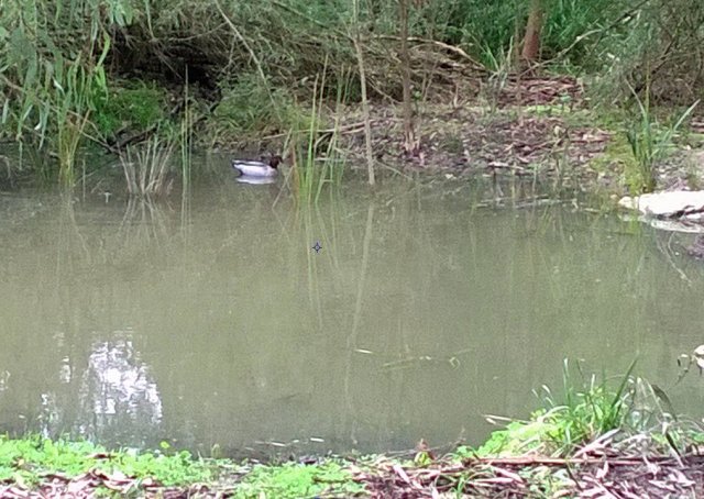 duck on billabong3