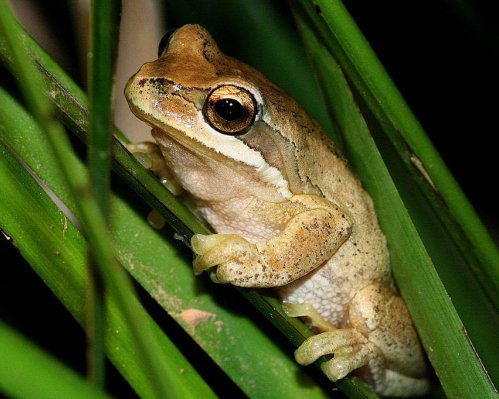 Southern Brown Tree Frog
