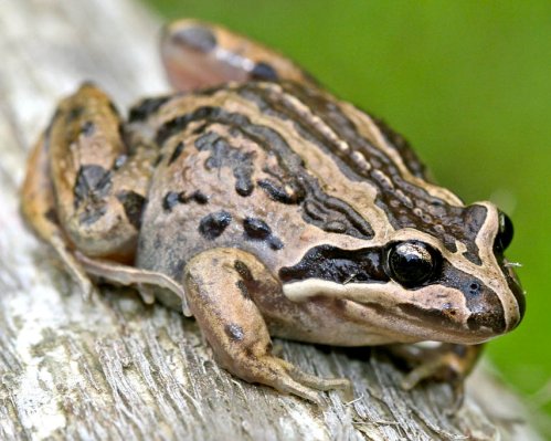 Striped Marsh Frog