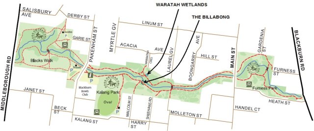Waratah Wetlands and The Billabong