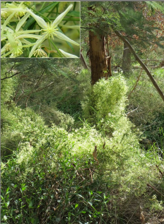clematis microphylla