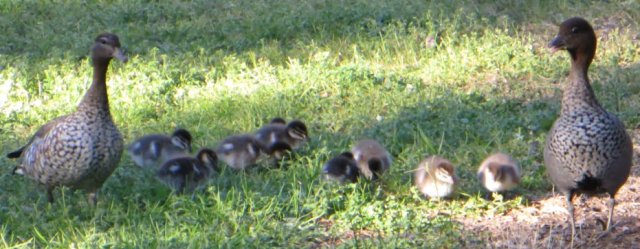ducklings 2015