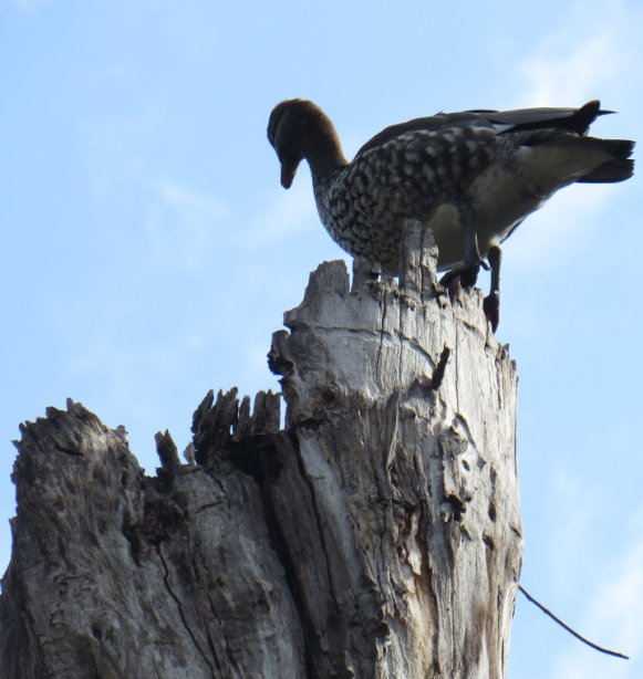 getting on top of park maintenance