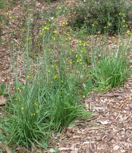 bulbine lilies