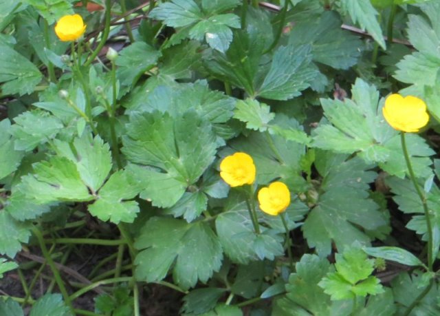 creeping buttercup