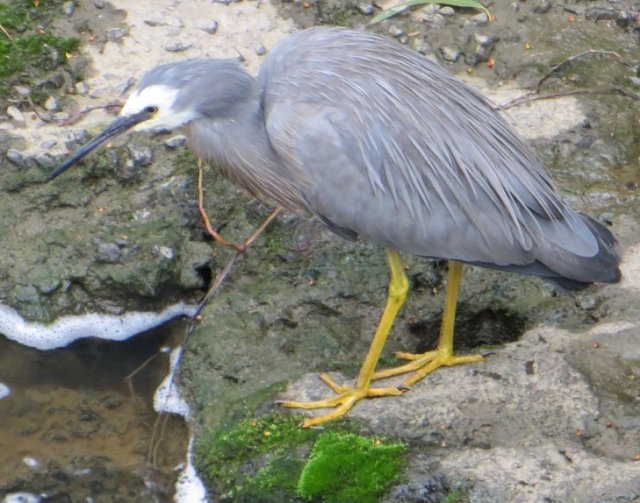 heron1