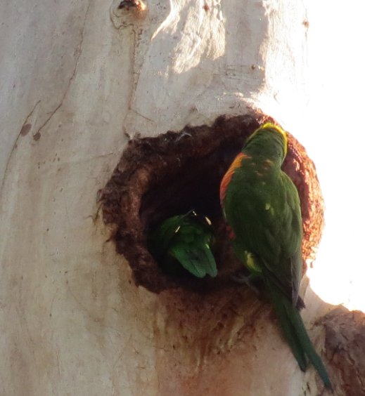 lorrikeets nest