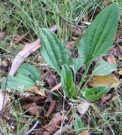 broadleaf plantain