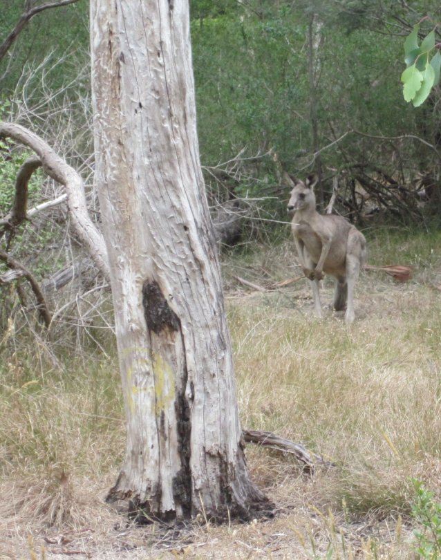 kangaroo - Furness Park