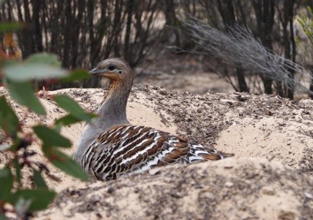 malleefowl