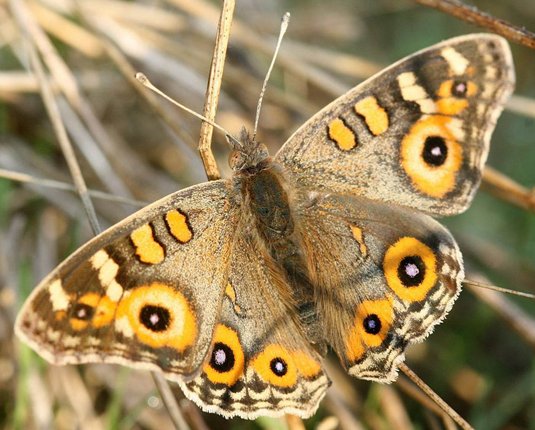 Meadow Argus butterfly (courtesy Ian Moodie)