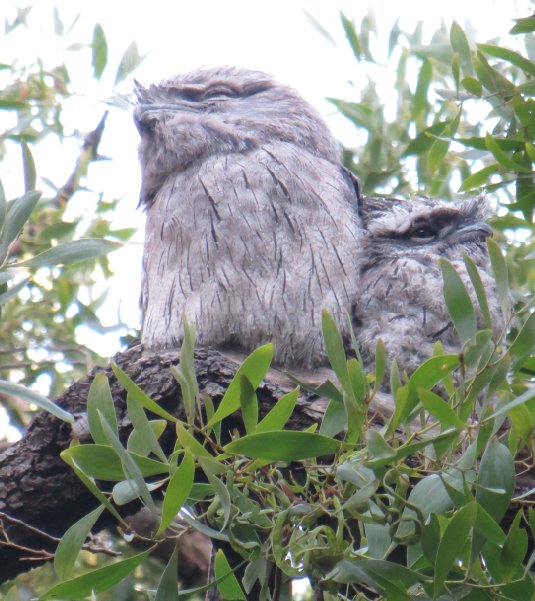father and son bookends