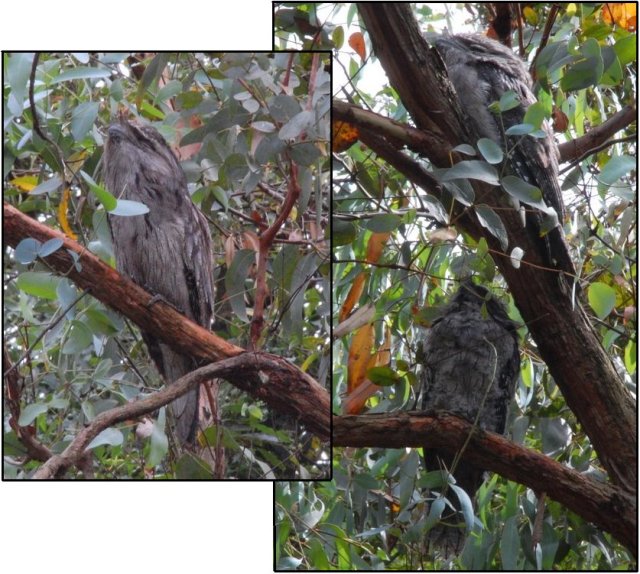 Geoff's shot of the Tawny family