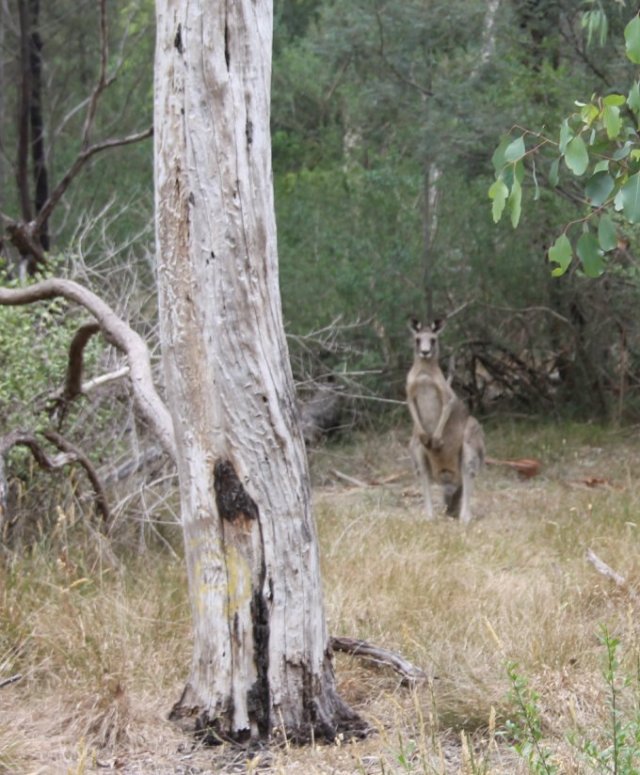 kangaroo - Furness Park 2