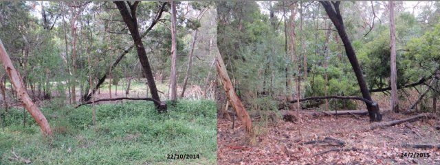 southern corridor before and after weed control