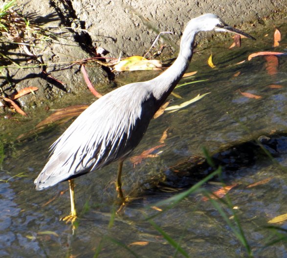 white-faced heron in barrelled part of creek