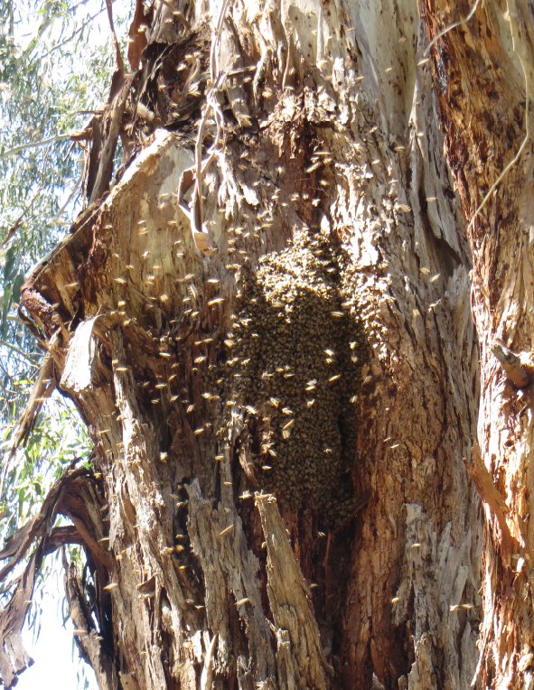 bees swarming