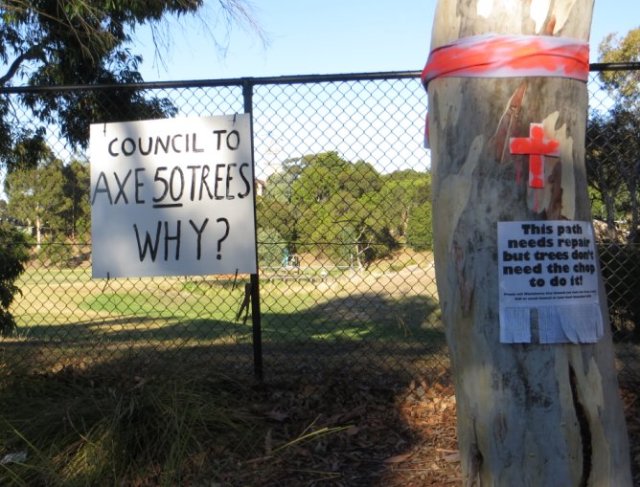 middleborough rd tree to be axed