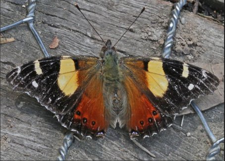 butterfly - Australian Admiral