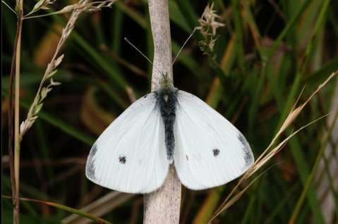 butterfly - cabbage white