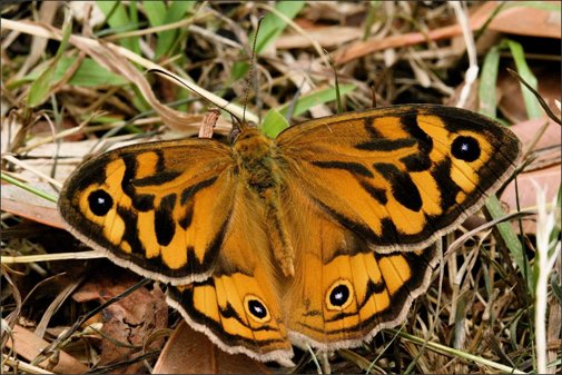 Common Brown - Photo courtesy Ian Moodie