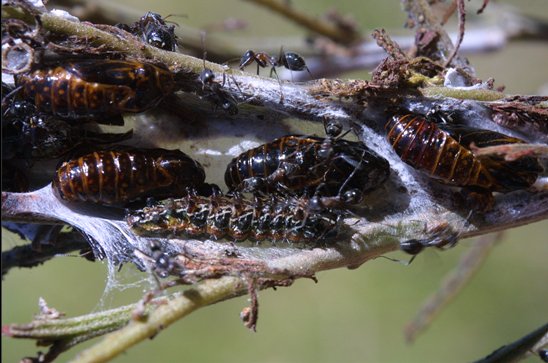 butterfly - common imperial blue pupae