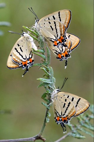 butterfly - common imperial blue