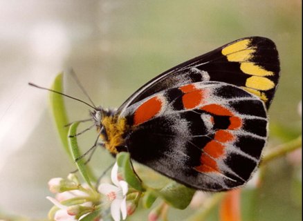 butterfly - Imperial Jezebel