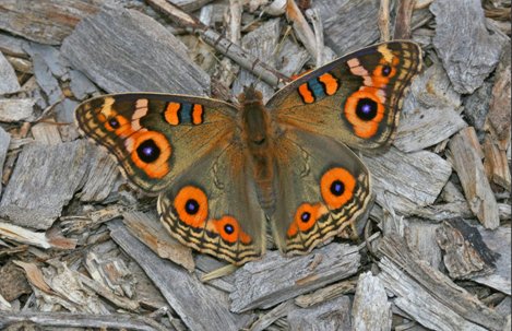 butterfly - Meadow Argus