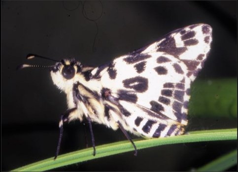butterfly - spotted sedge skipper