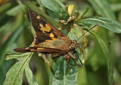butterfly - Symmomus Skipper