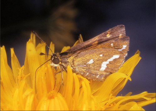 butterfly - white grass dart