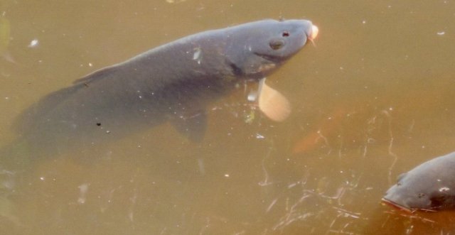 carp2