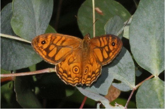 eastern ringed xenica