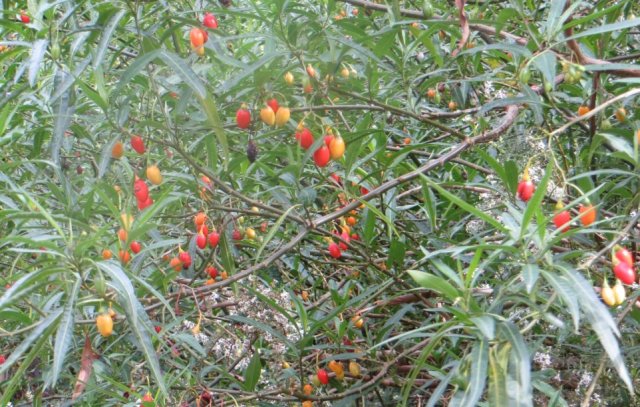 kangaroo apple heath street