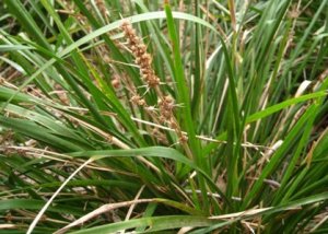 lomandra