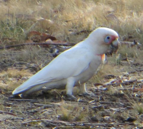 corella