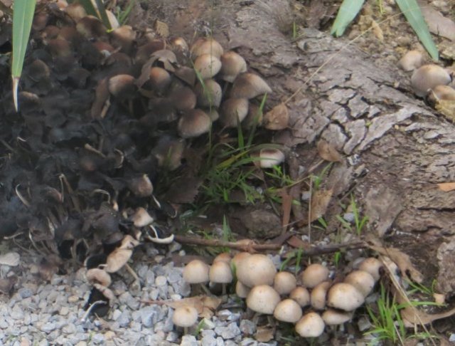 fungus