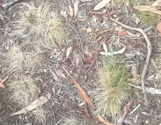 grasses - furness park