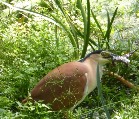 nankeen night heron and frog 2