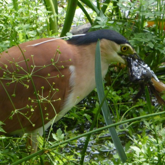 nankeen night heron and frog