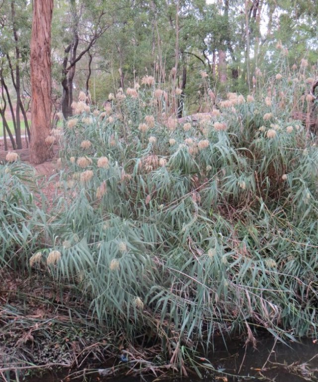 phragmites