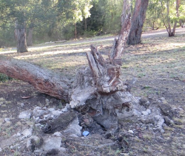 stump - furness park