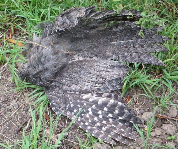 Dead tawny near Main Street