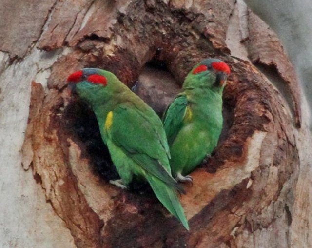 Musk Lorikeets in Hollow, Kalang Park – Courtesy Ian Moodie