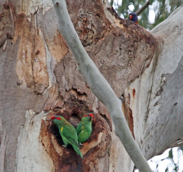 musk lorikeets