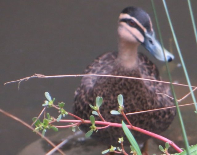 pacific black duck